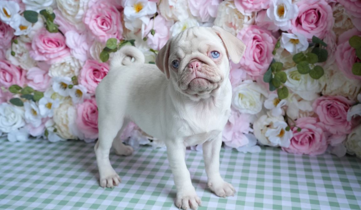 Pink Pug Puppies!