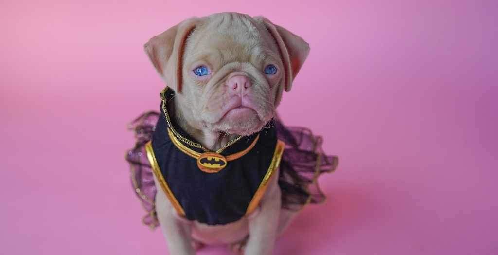 Should I take my dog trick or treating this Halloween?