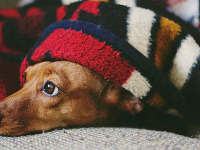 Tips for keeping your pet calm this holiday season