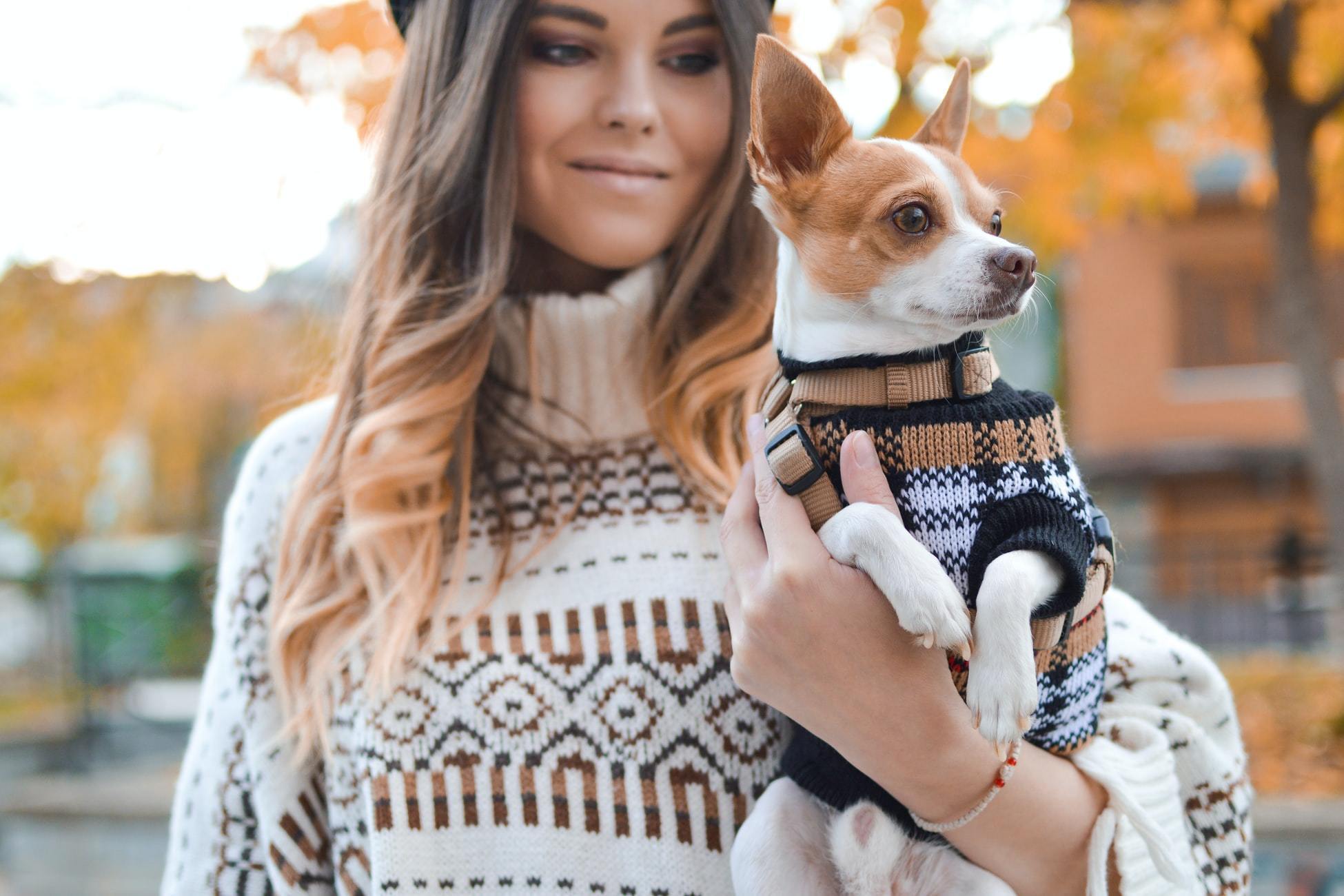Top ten dog sweaters to keep warm this Spring – Milkshake the Pug