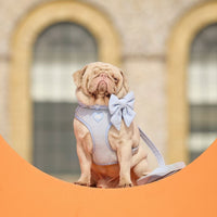 Goodwoof 2026 - The UK's Most Luxurious Dog Event