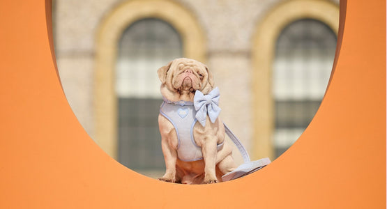 Goodwoof 2026 - The UK's Most Luxurious Dog Event