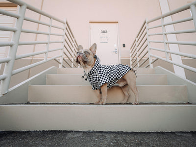 How to prevent dog theft