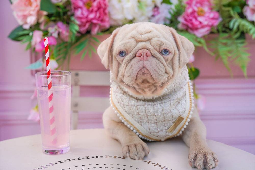 Milkshake Mania: An Interview With the Popular Pink Pug
