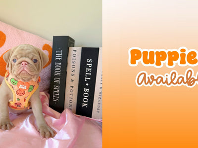 Pink Pug Puppies