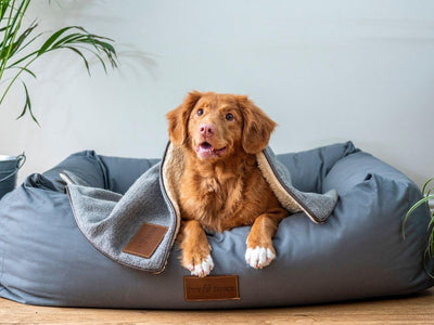 Puppies are not just for lockdown: tips that every new pup owner needs to know