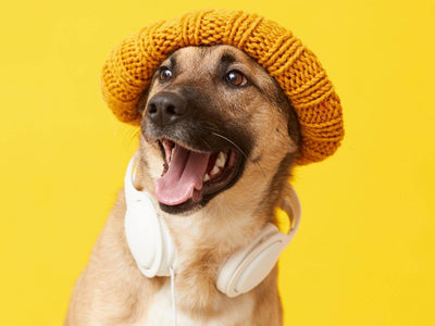 Stay in, act weird; how pets are reacting to the new normal during lockdown