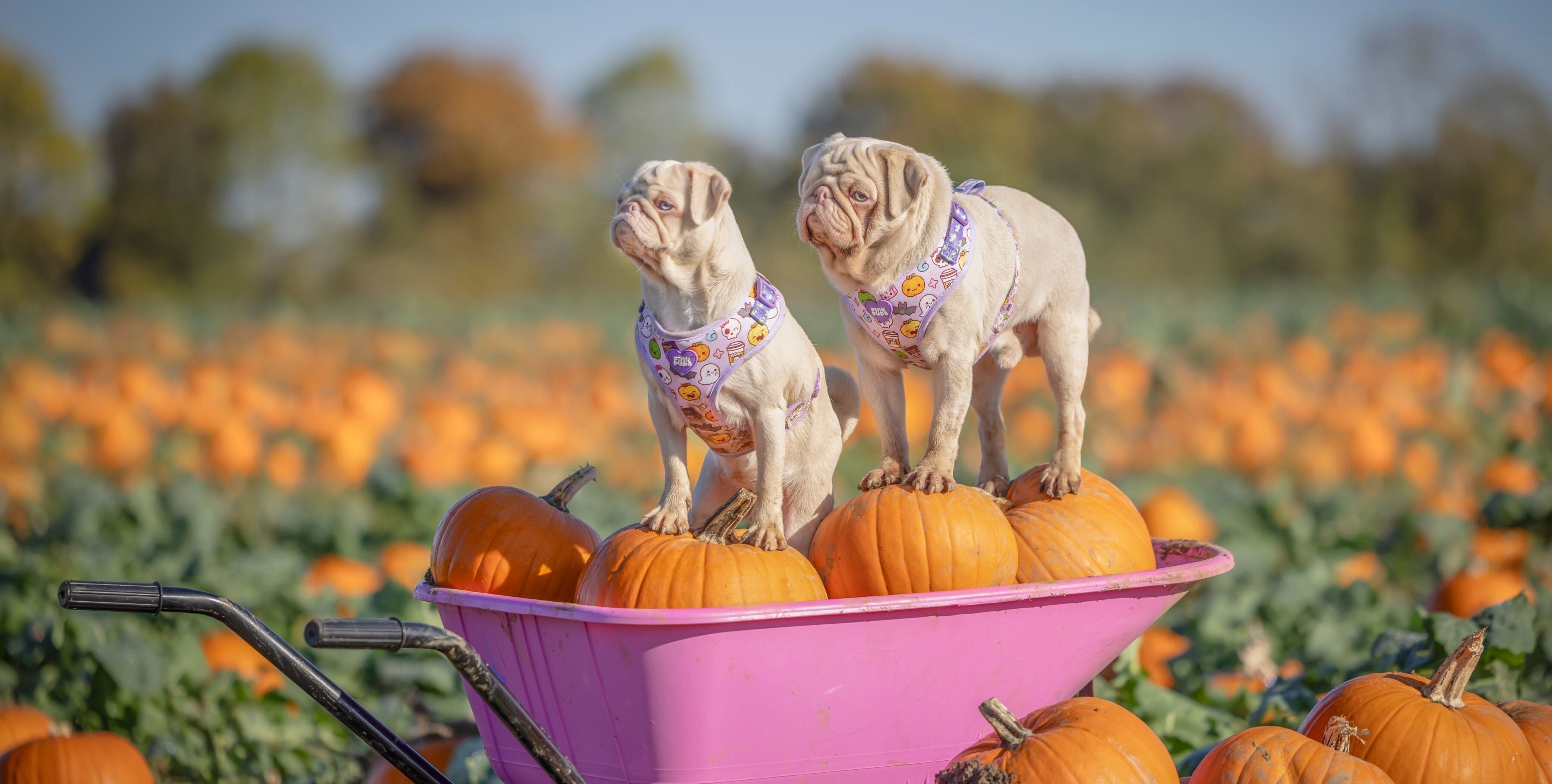 The Best Dog-Friendly Pumpkin Patches to Visit This Spooky Season