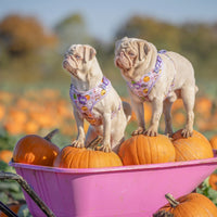 The Best Dog-Friendly Pumpkin Patches to Visit This Spooky Season