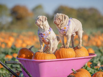The Best Dog-Friendly Pumpkin Patches to Visit This Spooky Season