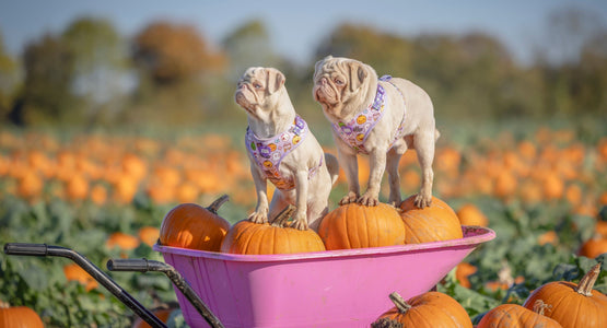 The Best Dog-Friendly Pumpkin Patches to Visit This Spooky Season