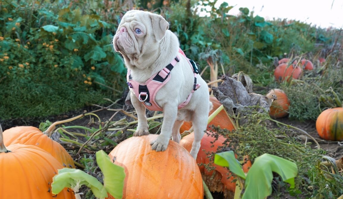 The Best Pumpkin Patches in Norfolk: A Tale of Paws and Pumpkins