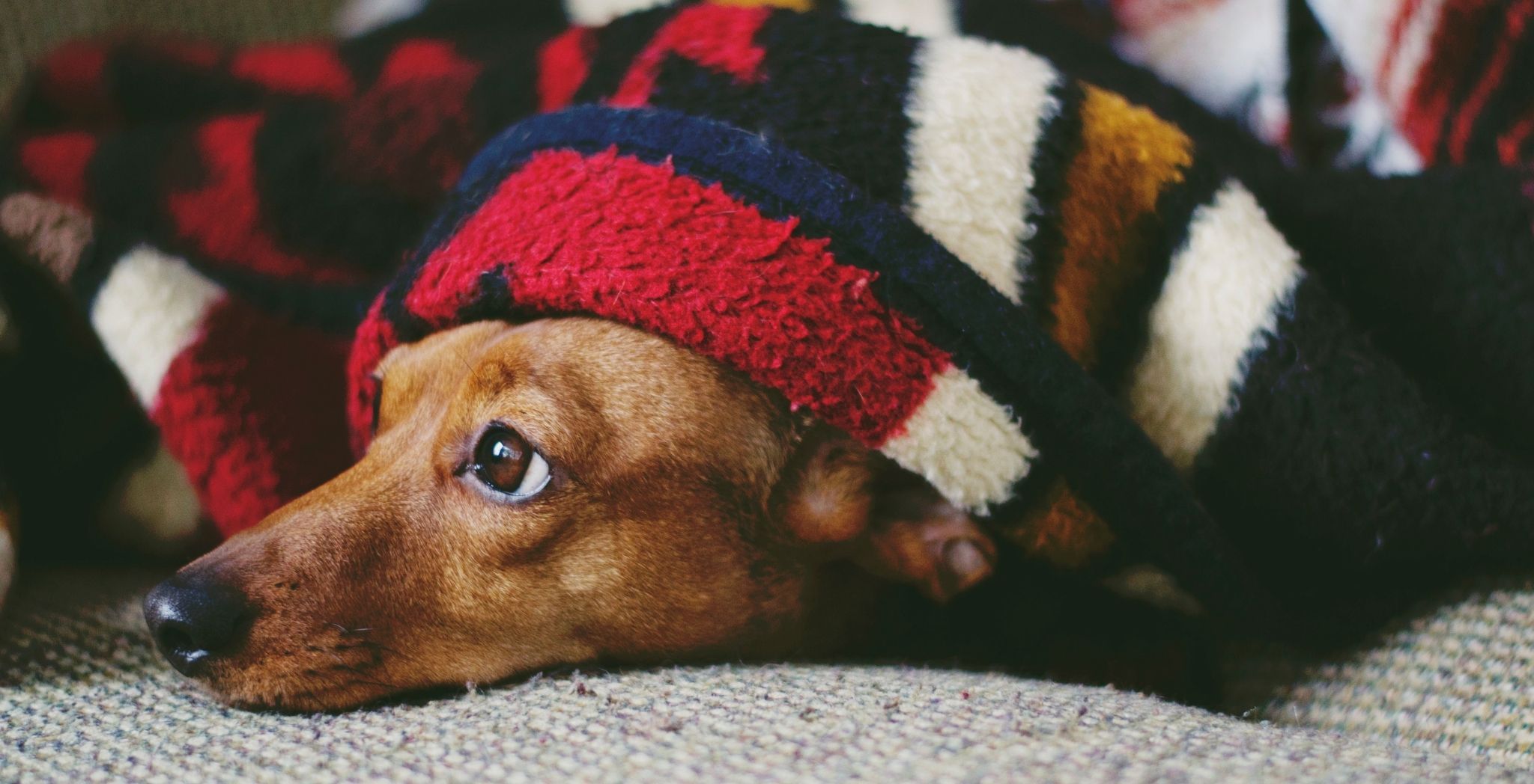 Tips for keeping your pet calm this holiday season