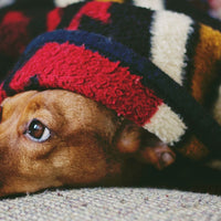 Tips for keeping your pet calm this holiday season