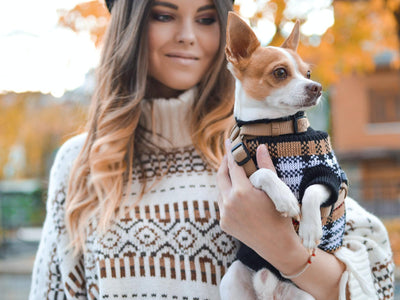 Top ten dog sweaters to keep warm this Spring