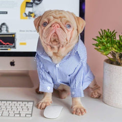Classic Striped Dog Shirt Pet Clothing Milkshake the Pug