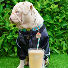 Leather Dog Jacket Pet Clothing Milkshake the Pug